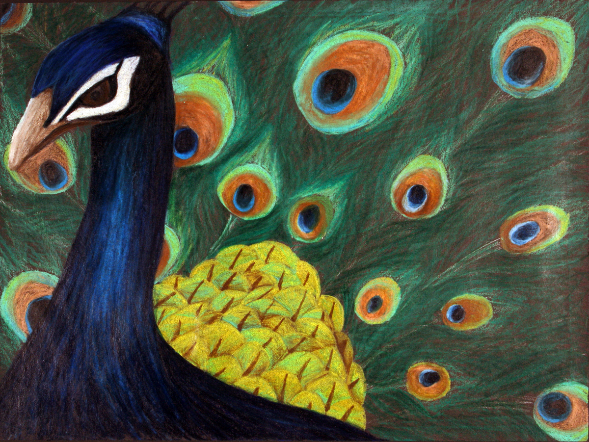 peacock drawing
